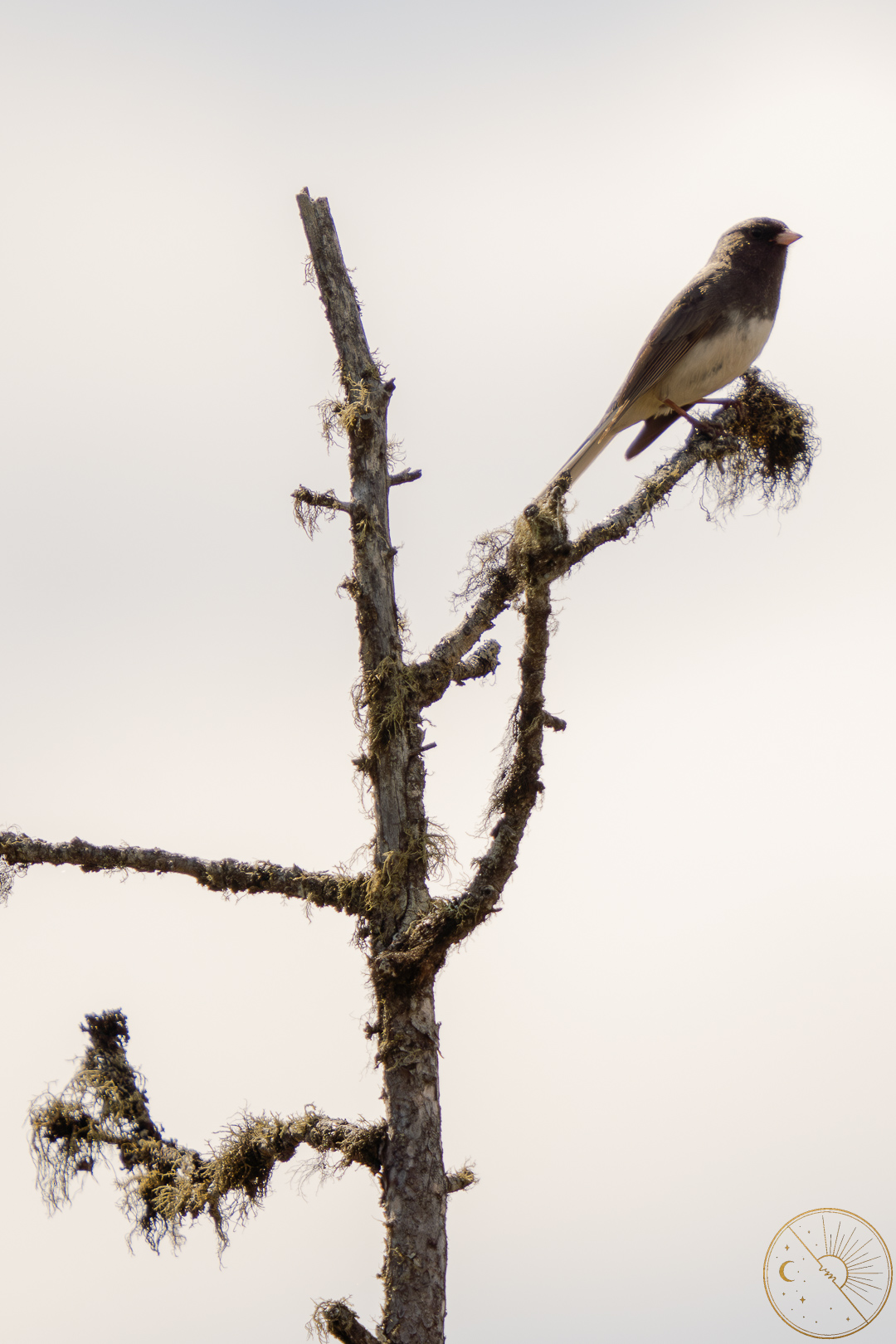 Quiet Perch