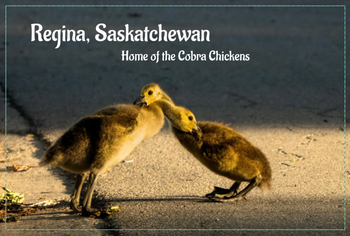 Home of the Cobra Chickens