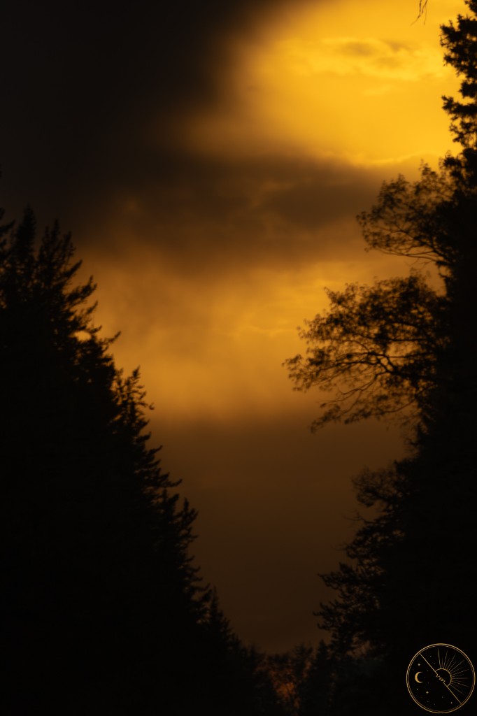 Golden hour through the pines