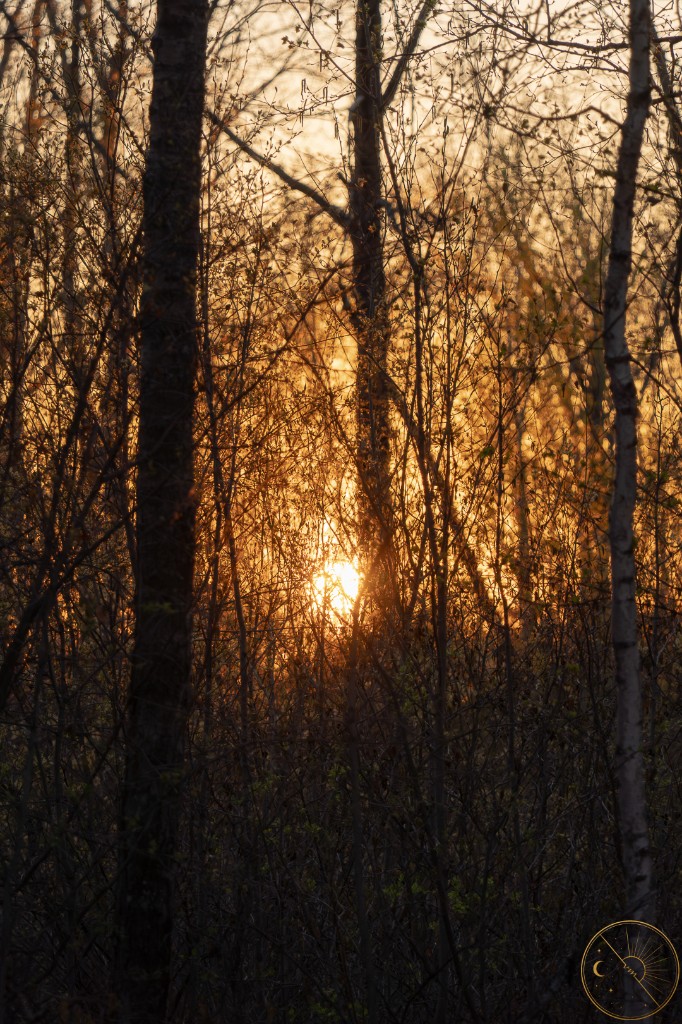 Golden light through the thicket