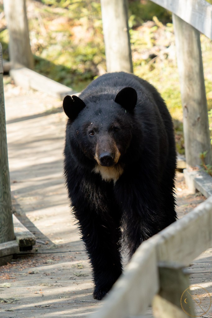 Black bear on the boardwalk