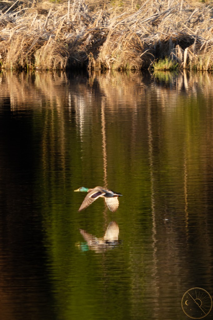 Mallard in flight